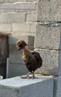 ج وجه کاکلی