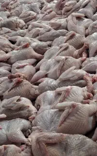 کشتارپاک بلدرچین کیلوی۸۰۰