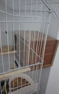 طوطی بریزیلی