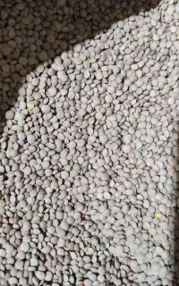 عدس