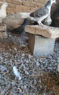 دو عدد کبوتر