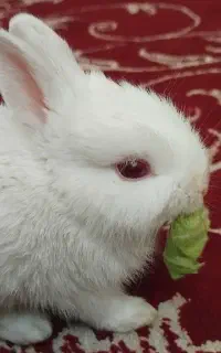 خرگوش