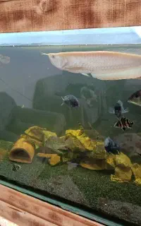 اکواریم و ماهی