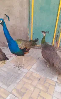 طاووس