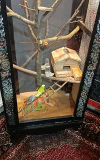 بوفه مخصوص پرنده زینتی