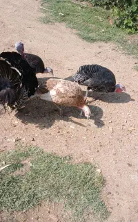 ۴ عدد بوقلمون  .8ماه
