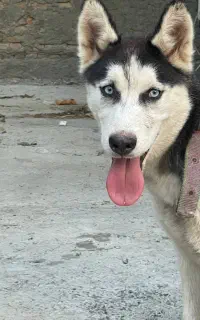 سگ هاسکی