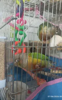 طوطی گرنچیک