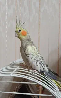 عروس هلندی