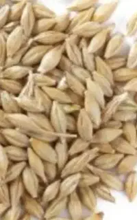 جوبذری ویلما و ریحانه