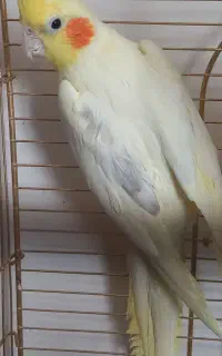 عروس هلندی نر کارداده
