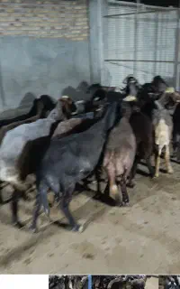 ۱۸ راس شیشک دو دندان چهار دندان آماده برکت