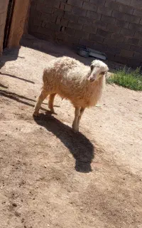 بره نر