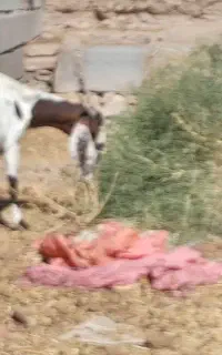 بز پاکستانی