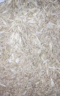 گندم