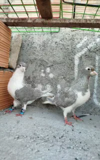جفت کفتر ساده