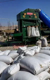 گندم آبی رقم ترابی    بزری