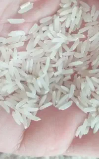 برنج محلی شمشیری درجه یک