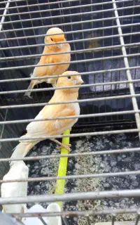 قناری موزایکی نر ماده جوجه سهره