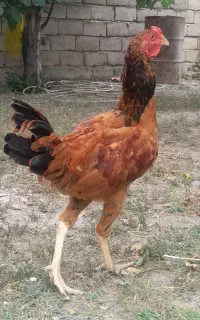 خروس