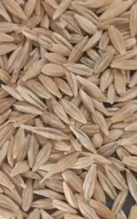جو دامی بزری آبی