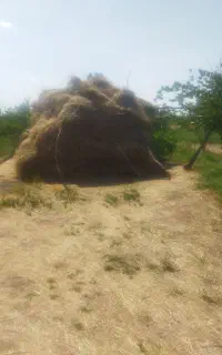 علوفه