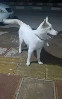 سگ هاسکی سامویید