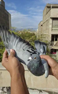 کبوتر آامانی اصل