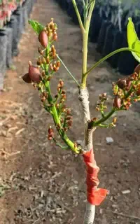 نهال پسته پیوندی دوساله / انار و خرمالو