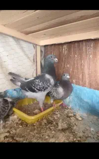 کبوتر دوبر