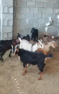 تعداد 10راس کهره نر سبک