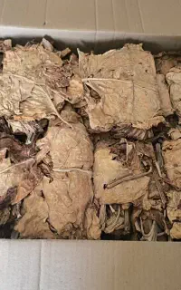 برگ زرد بویری
