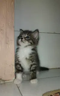 واگذاری گربه ناز