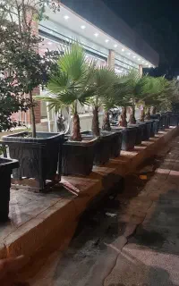 گل و گیاه