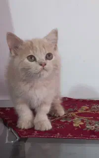 برتیش کاراملی ، ۲ ماهه