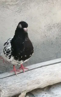 پیداشده