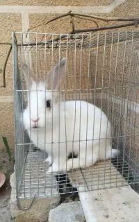 خرگوش