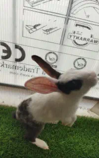 خرگوش