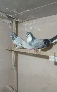 جفت نر پلاس