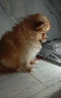 پامر خرسی واگذاری