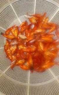 ماهی قرمز مناسب ماهیگیری