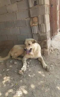 سگ گم شده