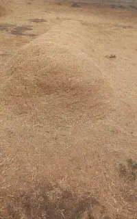 فروش کاه سیاه دانه و گاودانه و یازدخ قره دنه