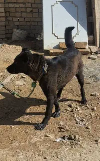ماده