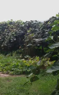 سرایداری باغ کیوی - آمل