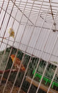 قناری نروماده یک ساله