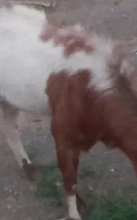 فروش نری