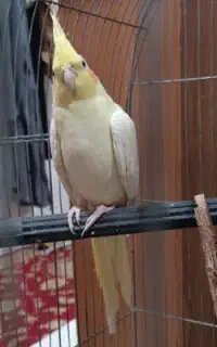 عروس هلندی
