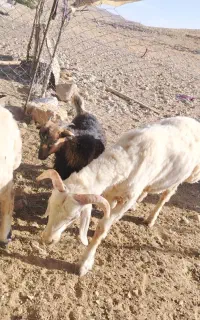 بره چاق
