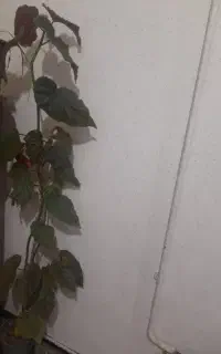 گل اپارتمانی